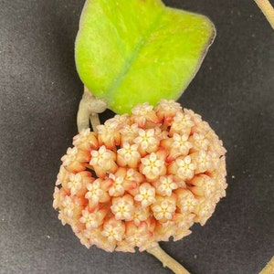 May include: Close-up of a Hoya carnosa flower cluster. The cluster is a ball of small, star-shaped flowers in shades of peach and white. A bright green leaf is visible above the flower cluster. The background is a dark, solid color.
