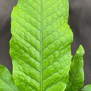 May include: Close-up of a vibrant green fern leaf. The leaf's surface is textured with a network of small, interconnected cells, creating a detailed pattern. The central vein runs down the middle, with smaller veins branching out. The leaf is set against a dark background.