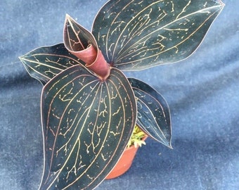 Anoectochilus chapaensis,  Rare Jewel Orchid, Rooted Plant Shipped in 2.5" Pot