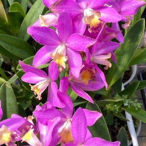 May include: Close-up of vibrant purple orchids with yellow and white centers. The petals are smooth and delicate, with a slight gradient of color. The orchids are surrounded by lush green leaves, creating a beautiful contrast. The image showcases the natural beauty of these flowering plants.