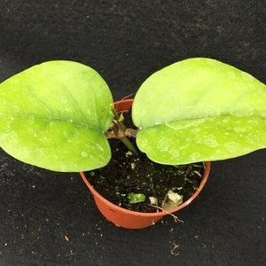 Hoya cardiophylla,  Rooted Plant Shipped in 2.5&quot; Pot