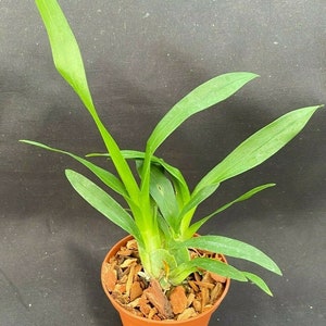 Oncidium Gold Dust, Miniature Orchid, Plant Shipped in 2.5 Pot, Read description, Please select Priority Mail for Shipping image 2