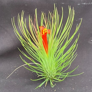 May include: A green air plant with a red and yellow flower blooming in the center.