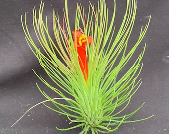 Tillandsia andreana,  The Shaving Brush Air Plant