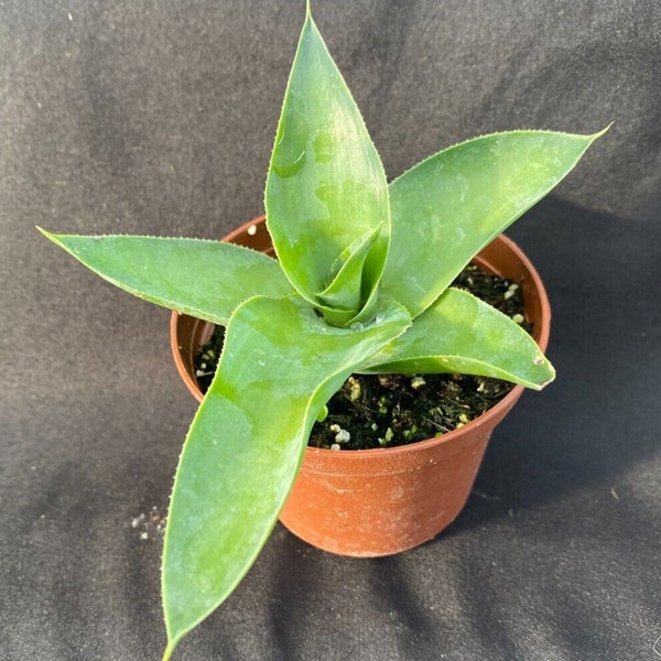 Agave vilmoriniana, The Octopus Agave.  Rooted Plant Shipped in 3" Pot
