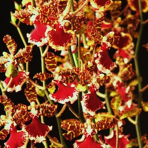 May include: Close-up of a cluster of red and yellow orchids with brown and yellow striped petals. The flowers are in bloom and have a white edge.