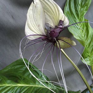 White Bat Flower, Tacca integrifolia, Rooted Plant Shipped in 3" Pot.