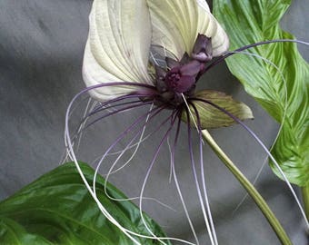 White Bat Flower, Tacca integrifolia, Rooted Plant Shipped in 3" Pot.