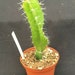 Edgar's Baby Dragon Fruit Plant – Hylocereus TC Plug, 4-8 Inches, Edible Fruit