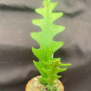Epiphyllum anguliger,  Fishbone Cactus or Zig Zag Cactus,  Two Rooted Plants Shipped in 2.5&quot; Pot
