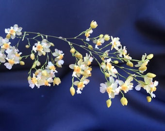 Oncidium Twinkle 'Fantasy'  Miniature Orchid, Shipped in 2.5" Pot
