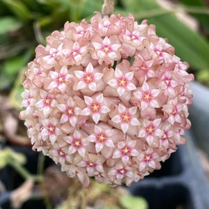 Hoya parasitica &#39;Pink&#39;  Rooted Plant Shipped in 2.5&quot; Pot