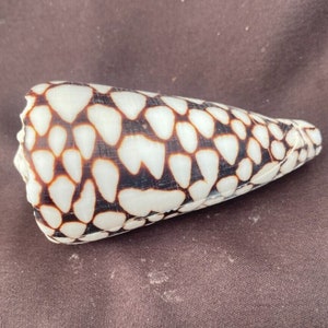 Marble Cone Seashell, Conus marmoreus image 1