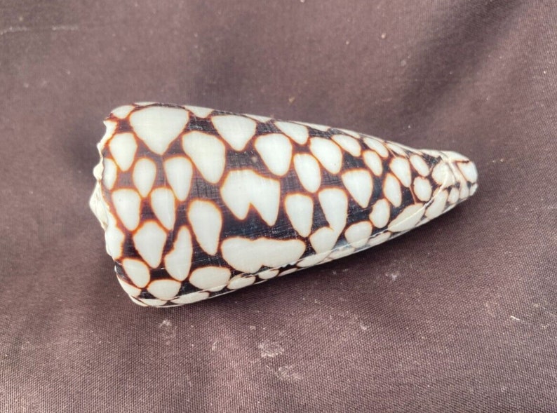 Marble Cone Seashell, Conus marmoreus image 1
