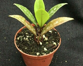 Hoya pubicalyx 'Royal Hawaiian Purple'  Two rooted plants in 2.5" pot