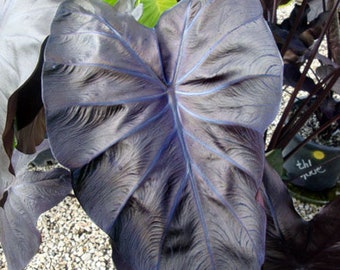 Calocasia esculenta 'Black Coral',  Elephant Ear or Taro,  Rooted Plant Shipped in 3" Pot