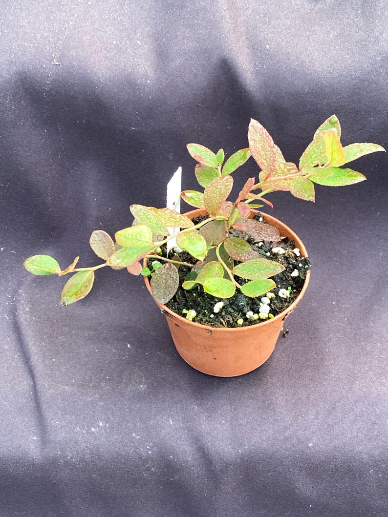 SecretGardenPlants Sunshine Blue Blueberry - Thumbnail 2