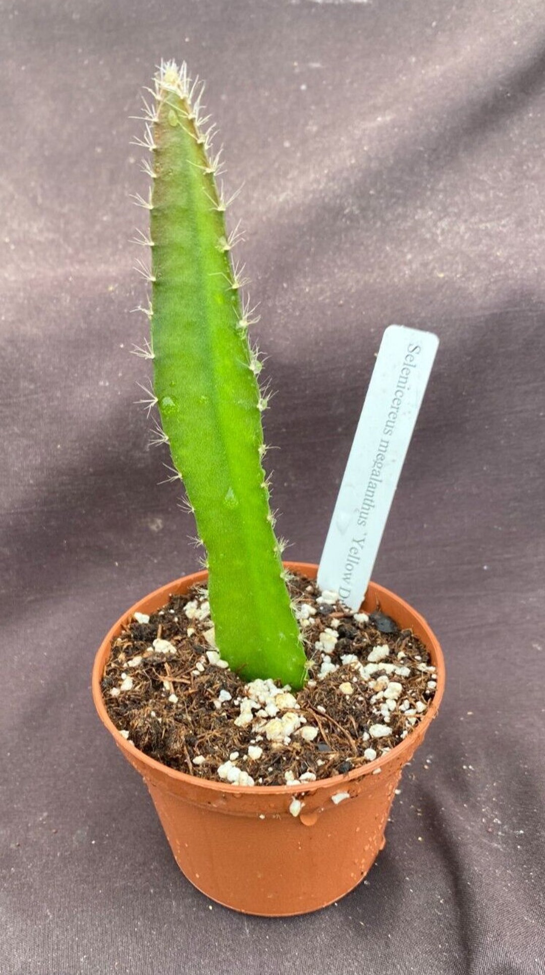 Yellow Dragon Fruit Plant, Selenicereus Megalanthus. Rooted Plant