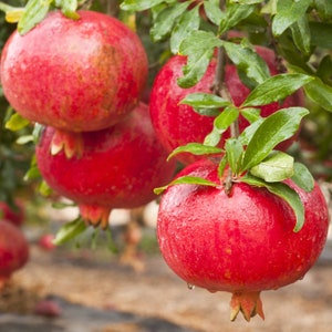 Pomegranate,  Punica granatum Afganski,  Rooted Plant Shipped in 3" Pot