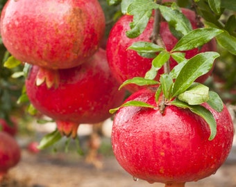 Pomegranate,  Punica granatum Afganski,  Rooted Plant Shipped in 3" Pot