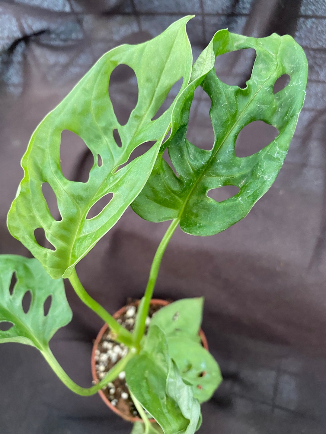 Monstera Obliqua Expilata, Like a Swiss Cheese Plant With Larger Holes