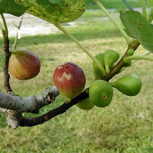 May include: Close-up of a fig tree branch with several figs in various stages of ripeness. Two ripe figs are reddish-purple with a striped pattern, while others are green and developing. Green leaves and a blurred grassy background.