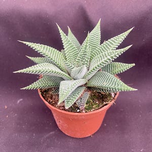 Haworthia wandera &#39;Miami&#39;   The Fairy Washboard.  Succulent Plant Shipped in 3&quot; Pot