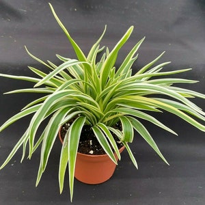 Clean Air Machine!  You Need this Plant in your Home. Chlorophytum Variegata Compacta, Rooted Plant Shipped in 3&quot; Pot