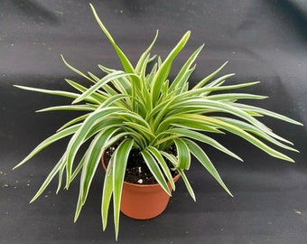 Clean Air Machine!  You Need this Plant in your Home. Chlorophytum Variegata Compacta, Rooted Plant Shipped in 3" Pot