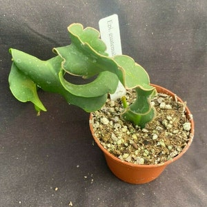 Epiphyllum guatemalense f. monstrose,  The Curly Locks Plant.  Rooted Plant Shipped in 2.5" Pot