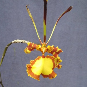 Psychopsis Mendenhall 'Hildos' FCC/AOS, Unusual Orchid image 1