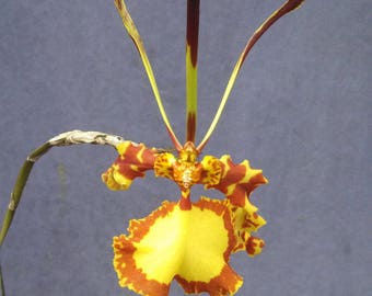 Psychopsis Mendenhall 'Hildos' FCC/AOS, Unusual Orchid