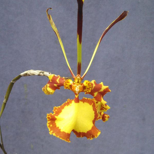 Psychopsis Mendenhall 'Hildos' FCC/AOS, Unusual Orchid
