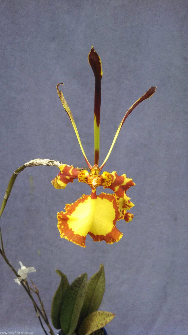 Psychopsis Mendenhall 'Hildos' FCC/AOS, Unusual Orchid image 1