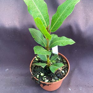 May include: A small potted plant with vibrant green leaves. The plant is in a brown plastic pot filled with soil. The leaves have a slight sheen, suggesting they are freshly watered. The plant is set against a dark background.
