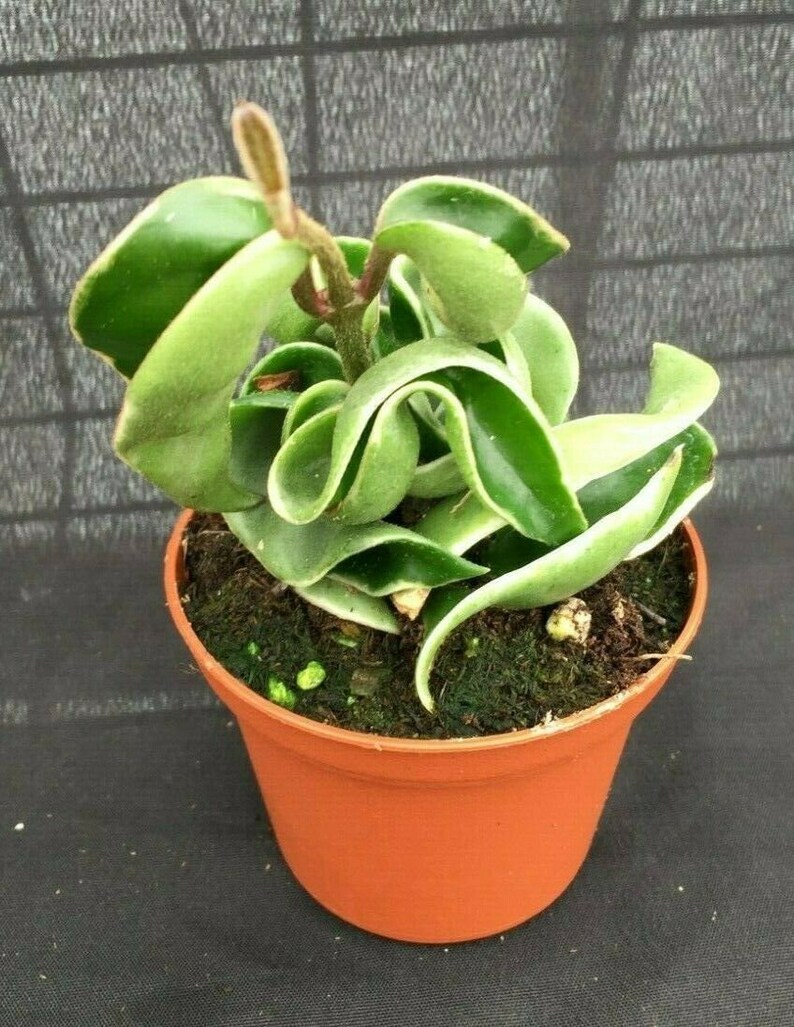 Variegated Hindu Rope Hoya compacta 'Variegata' Etsy