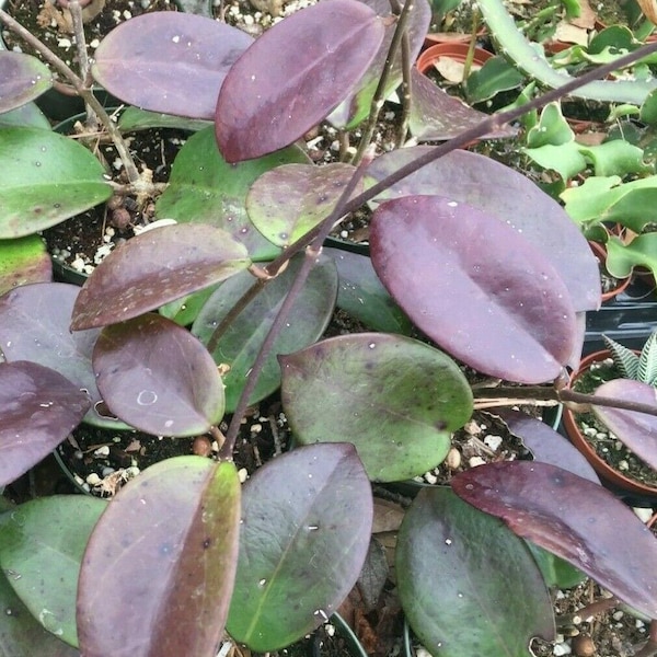 Hoya Penny's Treat MB1405B,  Rooted Hoya Hybrid in 2.5" Pot