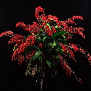May include: A vibrant red orchid plant with cascading clusters of small flowers and lush green leaves against a black background. The plant's roots are visible, adding to its natural aesthetic. The overall presentation is a striking display of floral beauty.