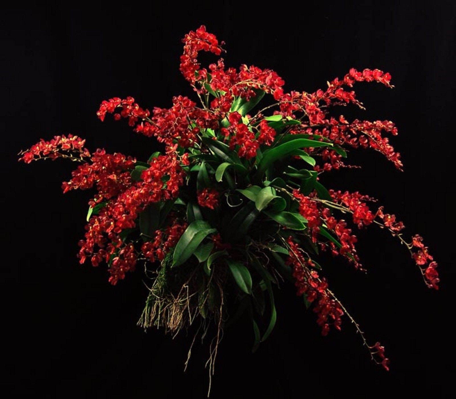 Leomezia Lava Burst, Miniature Orchid Shipped in 2.5" Pot