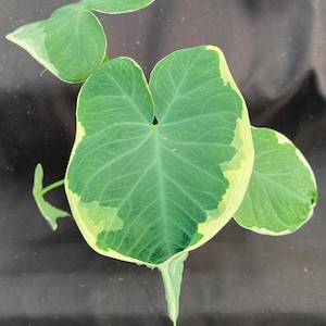 May include: Close-up of a green and yellow variegated plant leaf. The leaf has a heart shape with prominent veins. The edges of the leaf are a creamy yellow color, and the background is a dark gray.