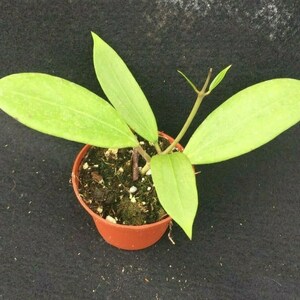 Hoya bhutanica IML 0224, Rare Hoya, Rooted Plant Shipped in 2.5 Pot image 2