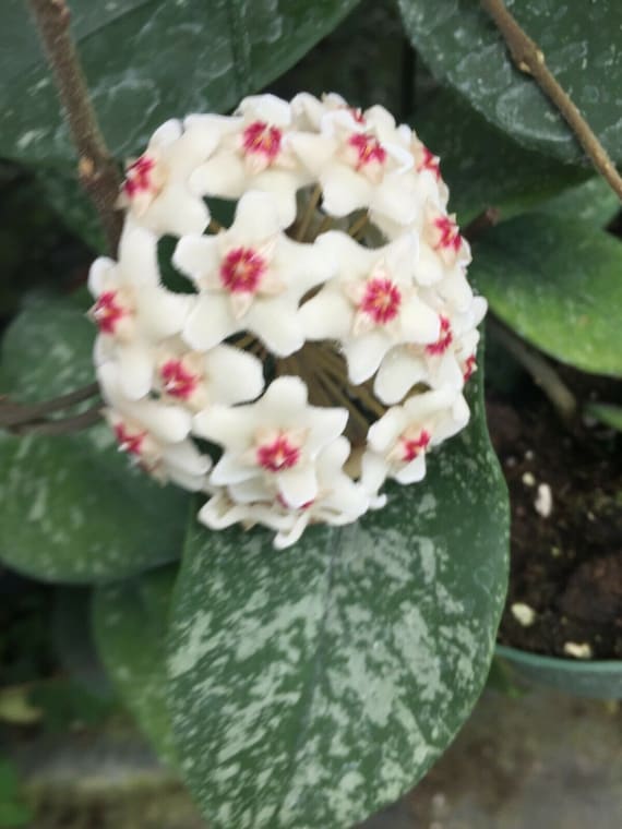aglaonema bay 6in-10in Aglaonema Silver Bay 6in