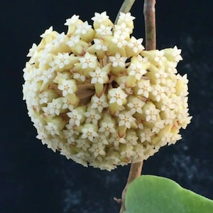 Hoya macgregori,  Spectacular Hoya,  Rooted Plant Shipped in 2.5&quot; Pot