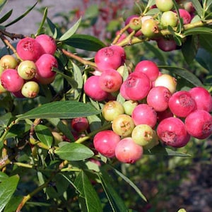 Pink Lemonade Blueberry,  Rooted Plant Shipped in 3" Pot