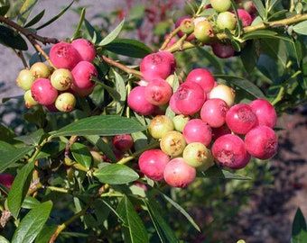 Pink Lemonade Blueberry,  Rooted Plant Shipped in 3" Pot