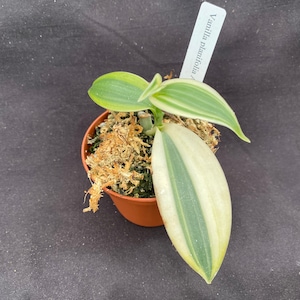 Vanilla planifolia &#39;Albo-Marginata&#39;  Rare Variegated Vanilla Bean Orchid