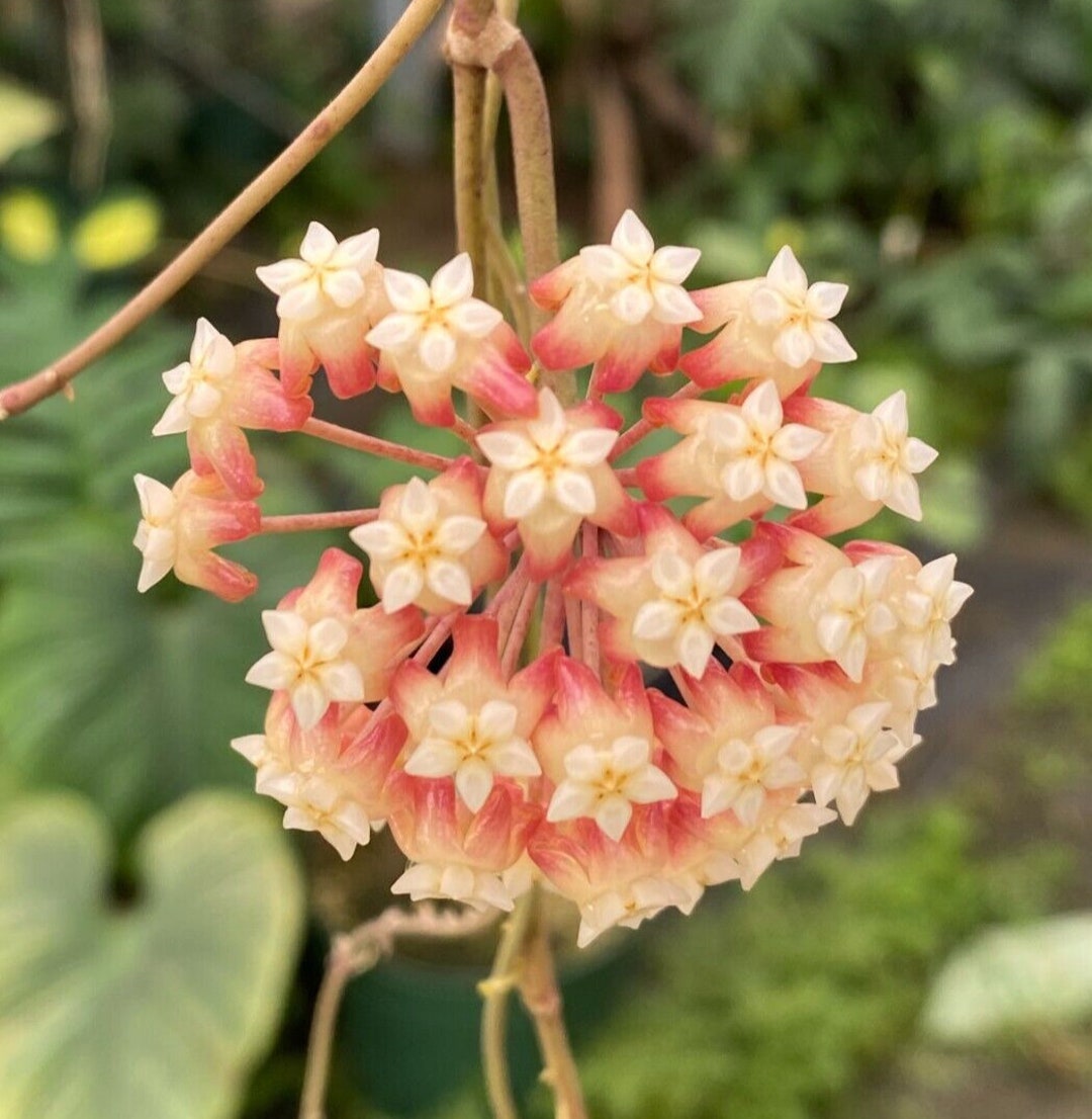 Hoya 2種専用 Hoya patcharawalai 029, Rare Hoya, Rooted Plant Shipped in 2.5