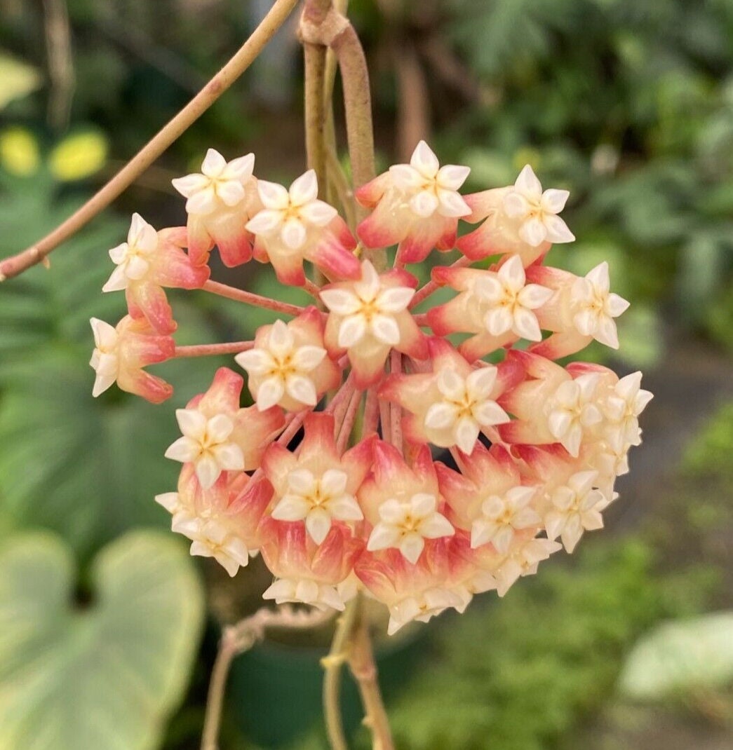 Hoya Patcharawalai 029, Rare Hoya, Rooted Plant Shipped in 2.5