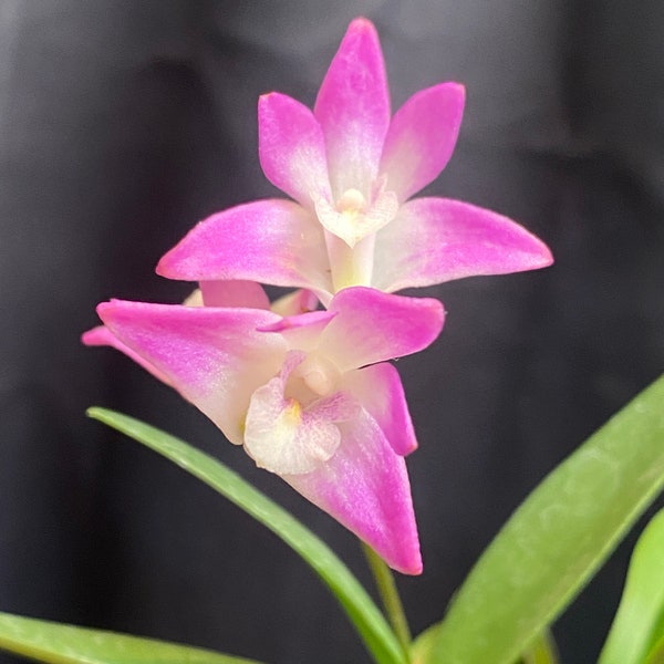 Dendrobium kingianum,  Blooming Size, Fragrant Orchid Plant Shipped in 4" Pot, Free Shipping