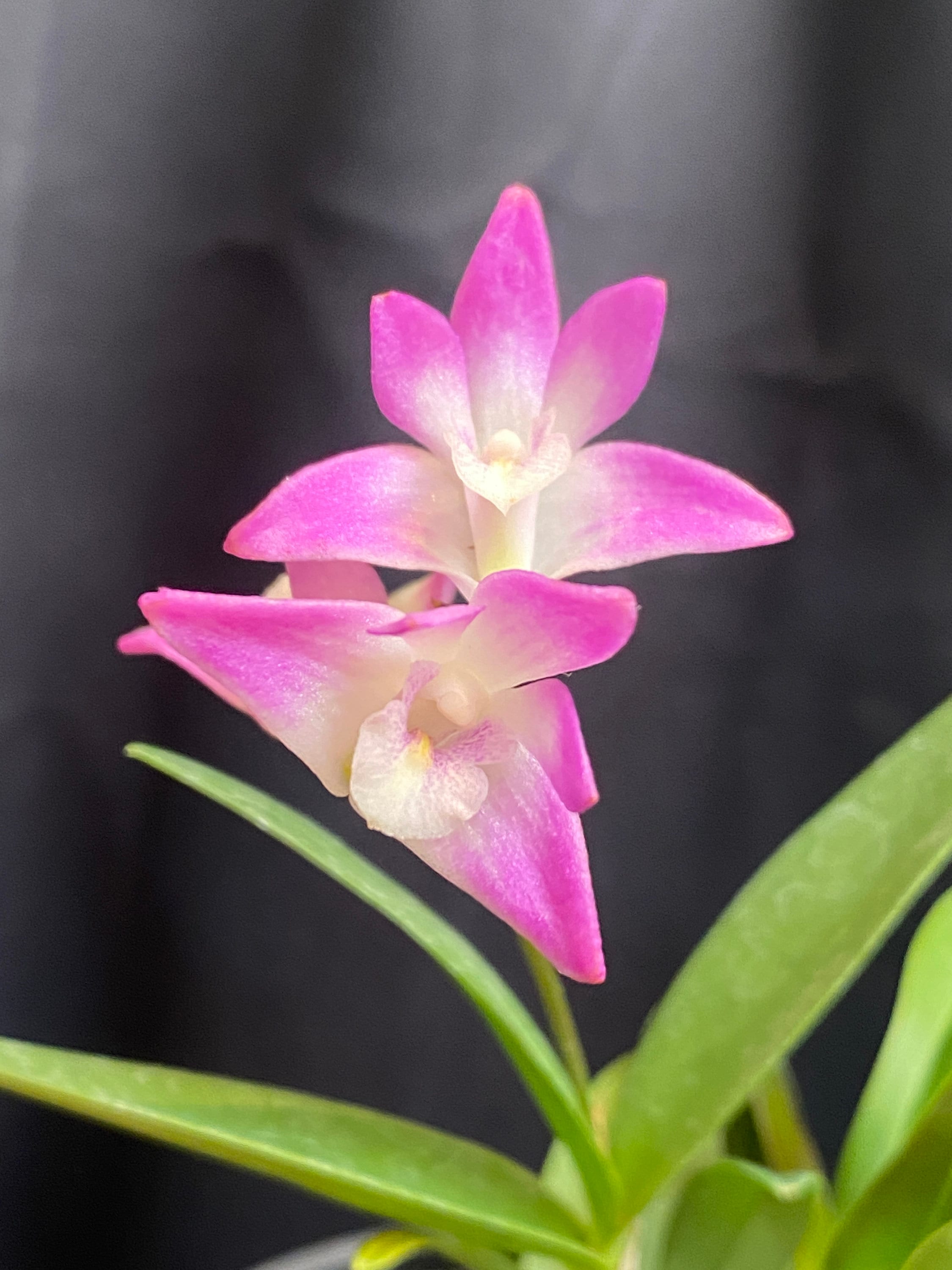 Dendrobium Kingianum, Blooming Size, Fragrant Orchid Plant Shipped